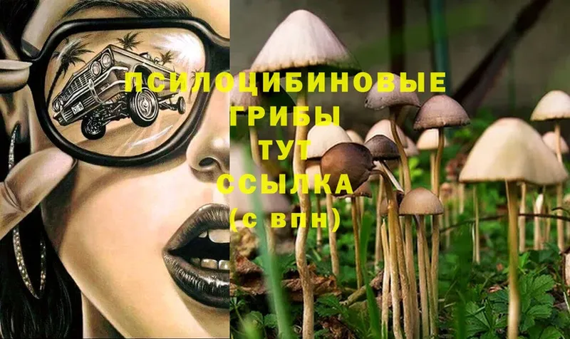 Псилоцибиновые грибы MAGIC MUSHROOMS  Лыткарино 